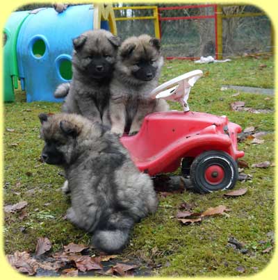 Jordi hinten links oben